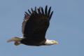 Bald Eagle at Viera Wetland